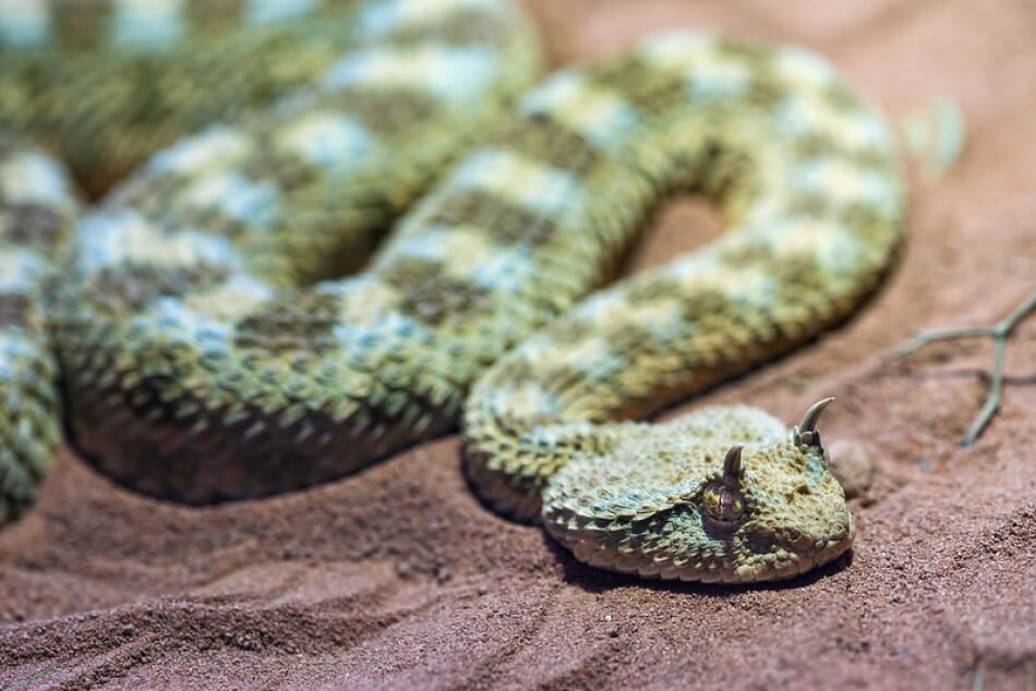 A picture of a horned desert viper, which is a green snake with horns above each eye, found in Northern Africa and the Arabian Peninsula. 