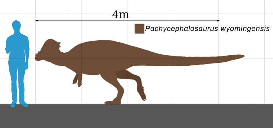 A graphic highlighting the size of a Pachycephalosaurus in comparison to a human.