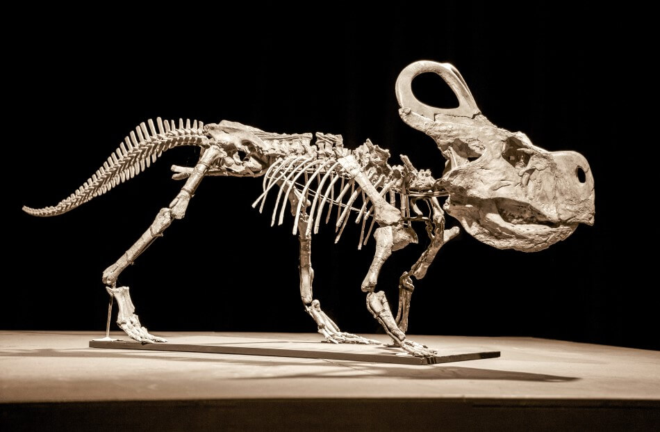 A picture of a Protoceratops skeleton posed as if it was standing. 