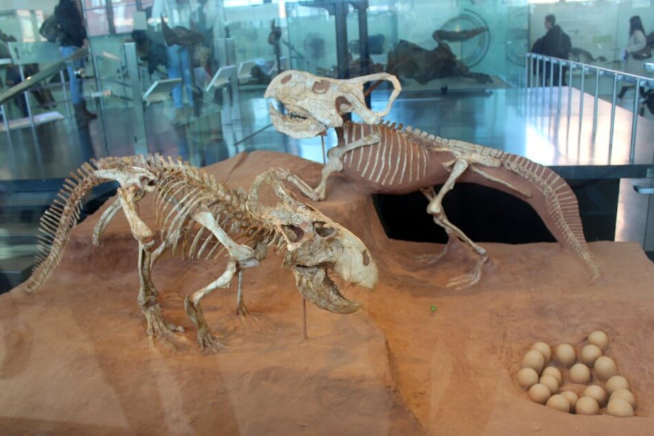 Two complete Protoceratops skeletons on display in a museum. There is a clutch of around a dozen eggs partially buried in the ground. 