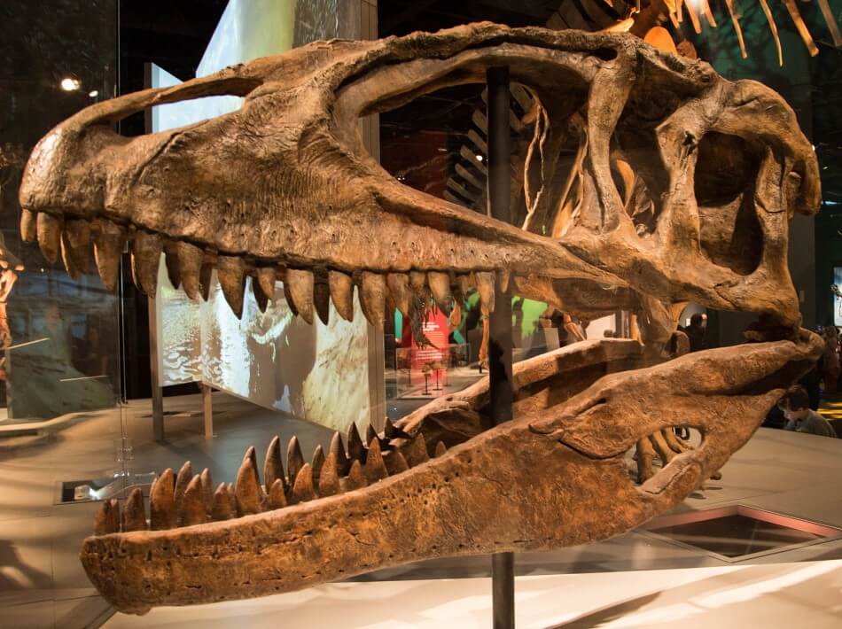 A reconstruction of the skull of a Carcharodontosaurus dinosaur. It's large with huge teeth that were up to 30cm long.