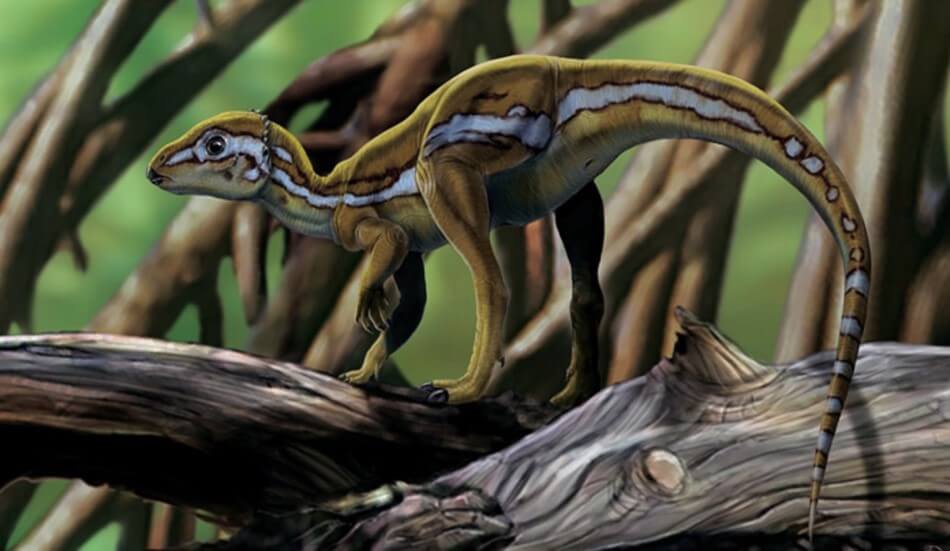 An artist's impression of the Micropachycephalosaurus. A tiny dinosaur with the longest name.