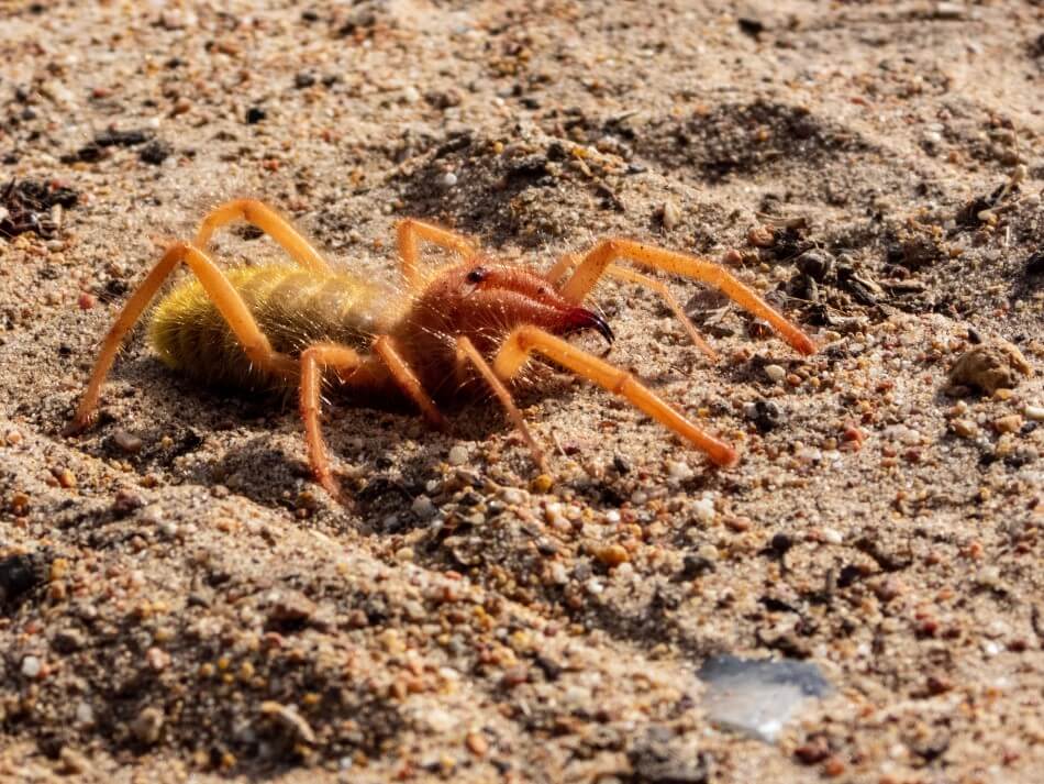 The Camel Spider, also known as wind scorpions, sun spiders or solifuges. They are found in deserts all around the world. 