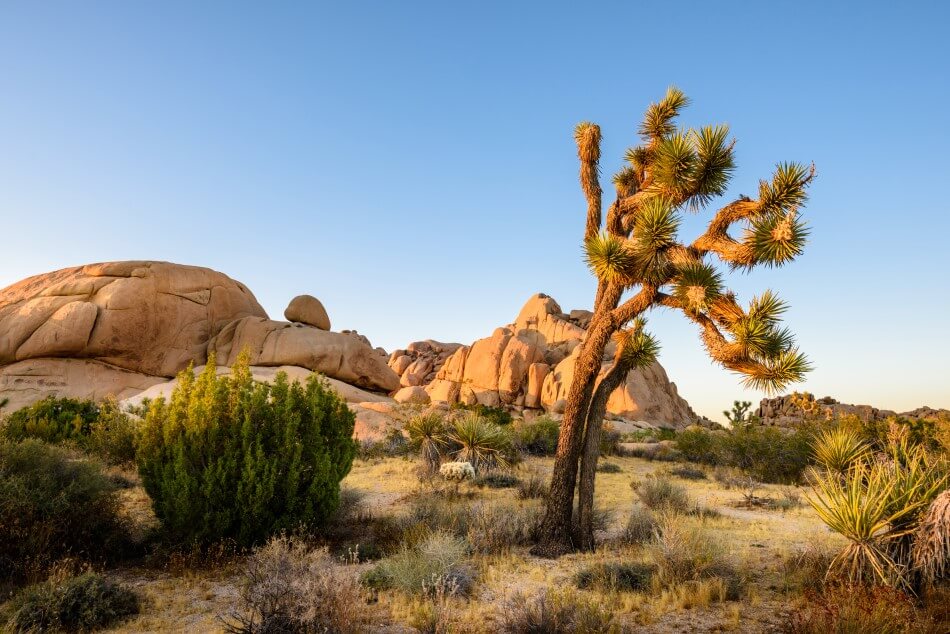 A picture of plant life in Joshua Tree National Park in the Mojave Desert.