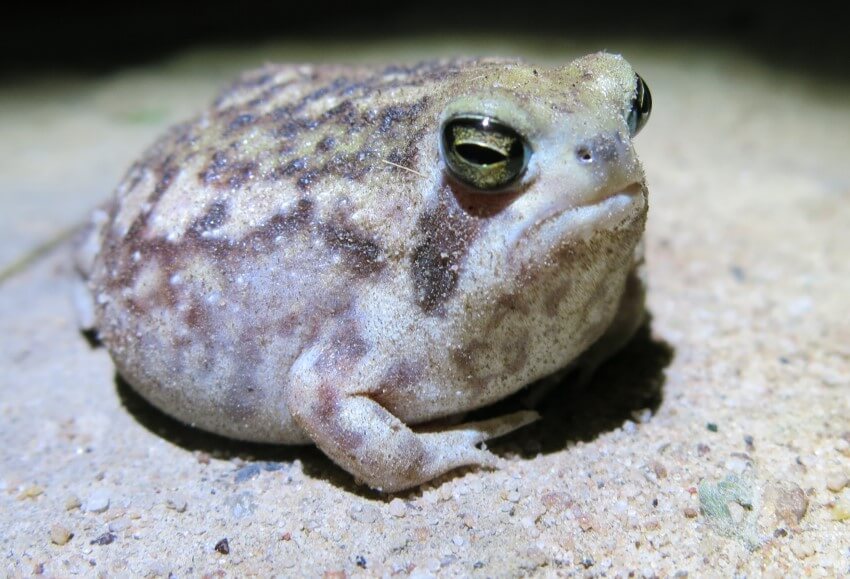 A picture of a desert rain frog, which is a small frog with a grumpy face, found in Namibia. 
