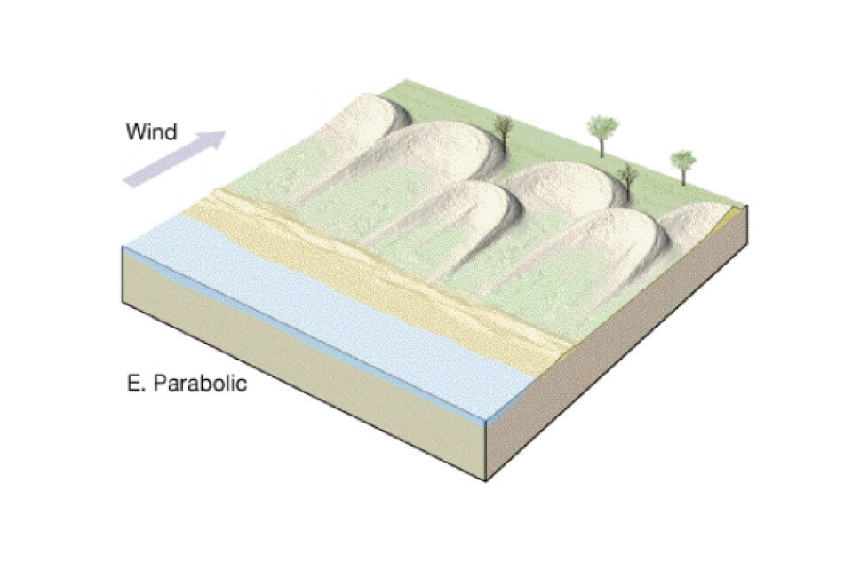 An illustration showing how a parabolic sand dune is formed.