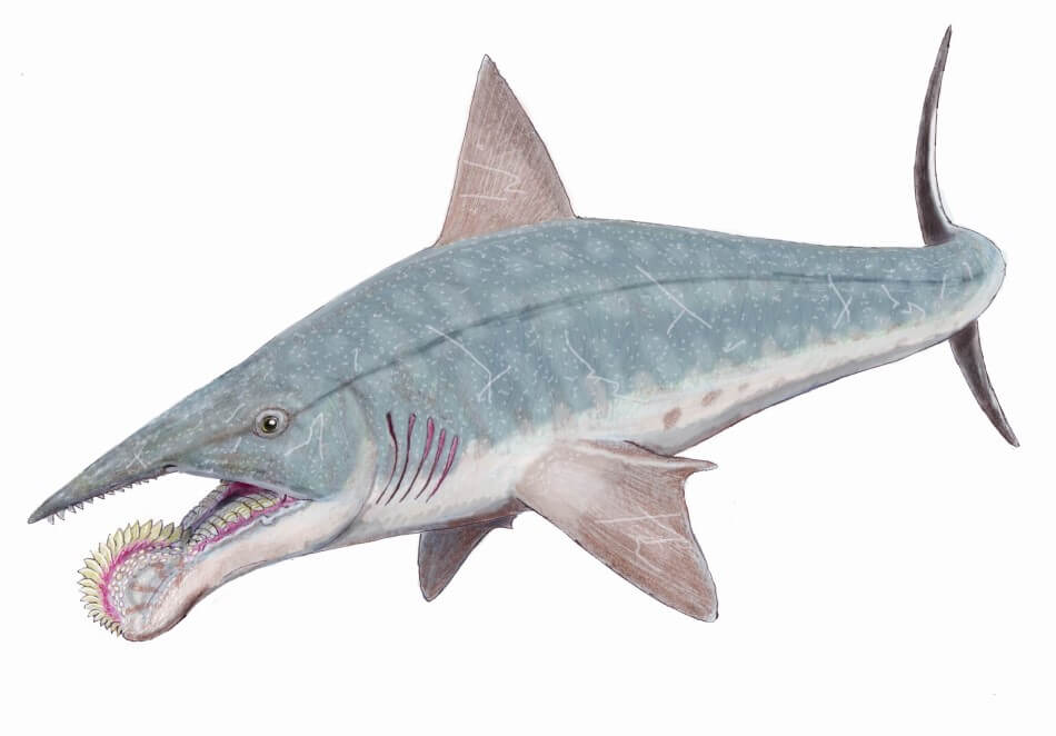 An illustration of a A Helicoprion, which was a shark with a strange coiled lower jaw.