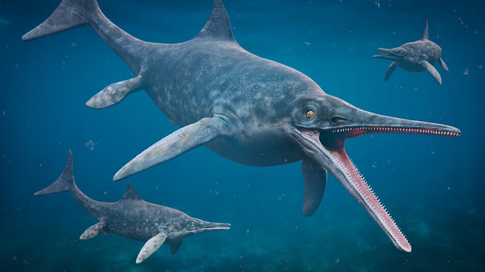 An illustration of a Ichthyosaurs, which is