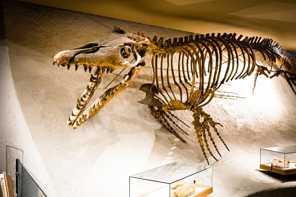 A picture of a Mosasaurus skeleton mounted on a wall in a museum. A Mosasaurus is a large water dinosaur with ferocious teeth.